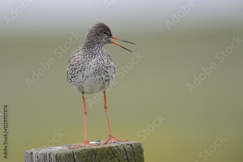 Redshank (Tringa totanus) perched on a post, Buren, Ameland, The Netherlands, Europe