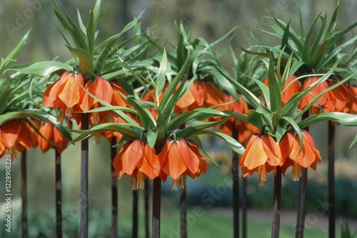 Fritillary 'Rubra maxima' (Fritillaria imperialis) photo