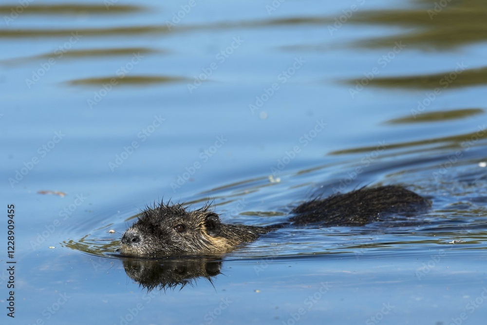 Nutria (Myocastor coypus) swimming in the water, Mörfelden-Waldorf, Hesse, Germany, Europe Nutria (Myocastor coypus) swimming in the water, Mörfelden-Waldorf, Hesse, Germany, Europe