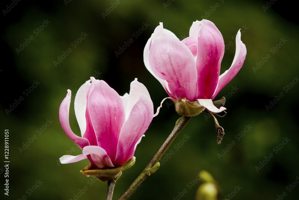 Obraz premium Two pink Magnolia flowers