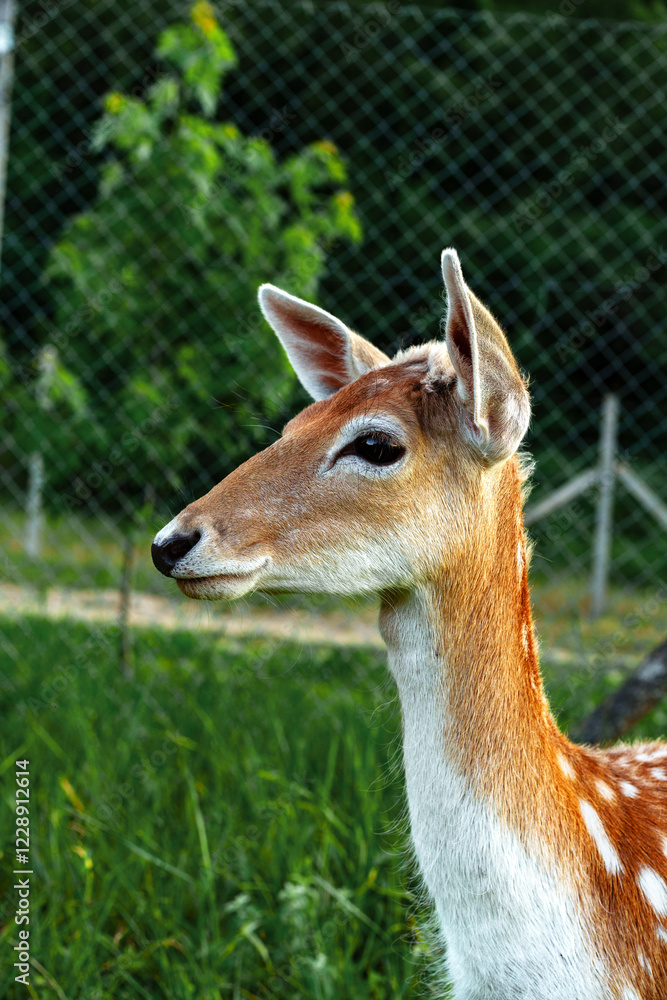 Young deer stands gracefully in a lush green field under a bright sky surrounded by a fence Young deer stands gracefully in a lush green field under a bright sky surrounded by a fence