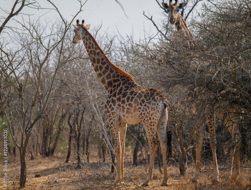 Afrikanische Tiere Giraffen im Busch vom Krüger National Park - Kruger Nationalpark Südafrika