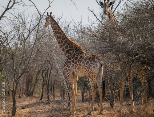 Obraz na płótnie Afrikanische Tiere Giraffen im Busch vom Krüger National Park - Kruger Nationalpark Südafrika w salonie