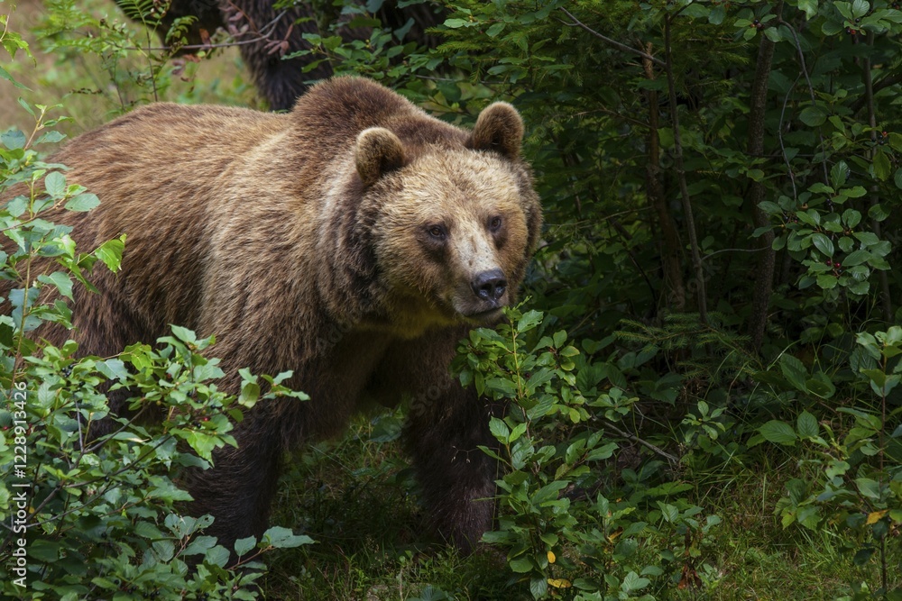 Fototapeta premium Brown bear (Ursus arctos), captive, Bavarian Forest National Park, Bavaria, Germany, Europe