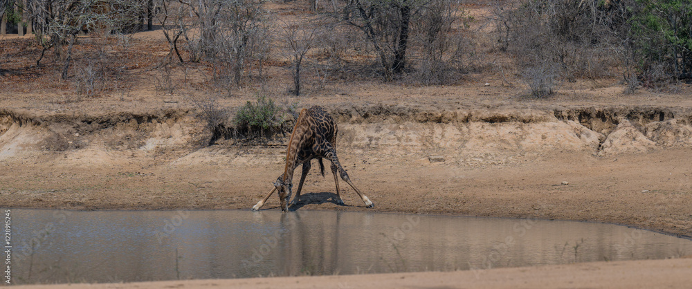 Afrikanische Tiere Giraffe trink Wasser am Wasserloch im Krüger National Park - Kruger Nationalpark Südafrika