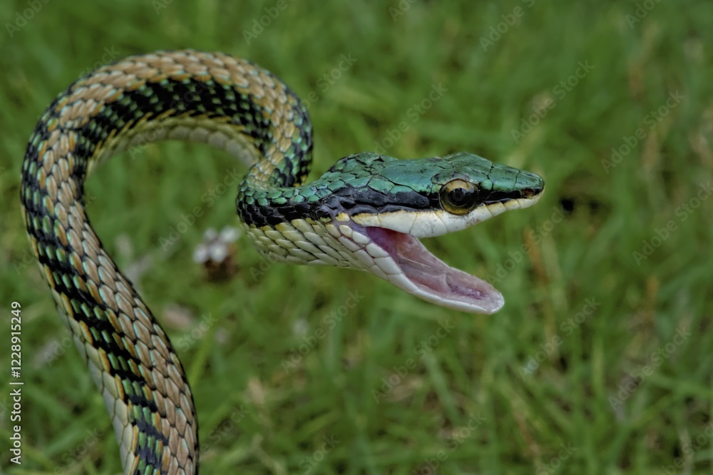 Fototapeta premium Mexican parrot snake, (leptophis mexicanus), Corozal District, Belize, Central America