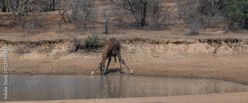 Obraz na płótnie Afrikanische Tiere Giraffe trink Wasser am Wasserloch im Krüger National Park - Kruger Nationalpark Südafrika w salonie