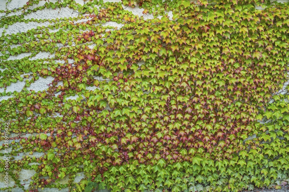 Boston ivy (Parthenocissus tricuspidata), wild vine, Germany, Europe Boston ivy (Parthenocissus tricuspidata), wild vine, Germany, Europe