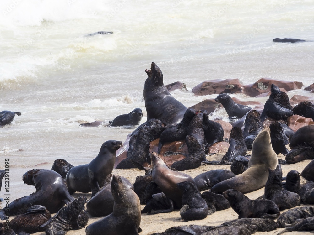 Fototapeta premium South African fur seals (Arctocephalus pusillus), eared seals (Otariidae), colony at the beach, Cape Cross, Namibia, Africa