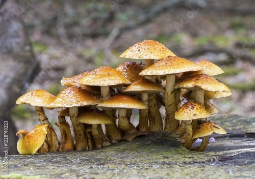 Pholiota adiposa (Pholiota adiposa), fruiting bodies on rotting deadwood, Mönchbruch Nature Reserve, Morfelden-Walldorf, Hesse, Germany, Europe photo