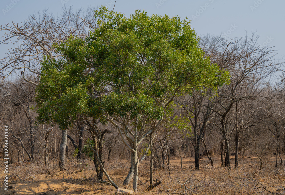 Euclea Schakalbeere ist ein Baum der Ebenholzgewächse, im Krüger National Park - Kruger Nationalpark Südafrika