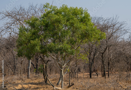 Obraz na płótnie Euclea Schakalbeere ist ein Baum der Ebenholzgewächse, im Krüger National Park - Kruger Nationalpark Südafrika w salonie