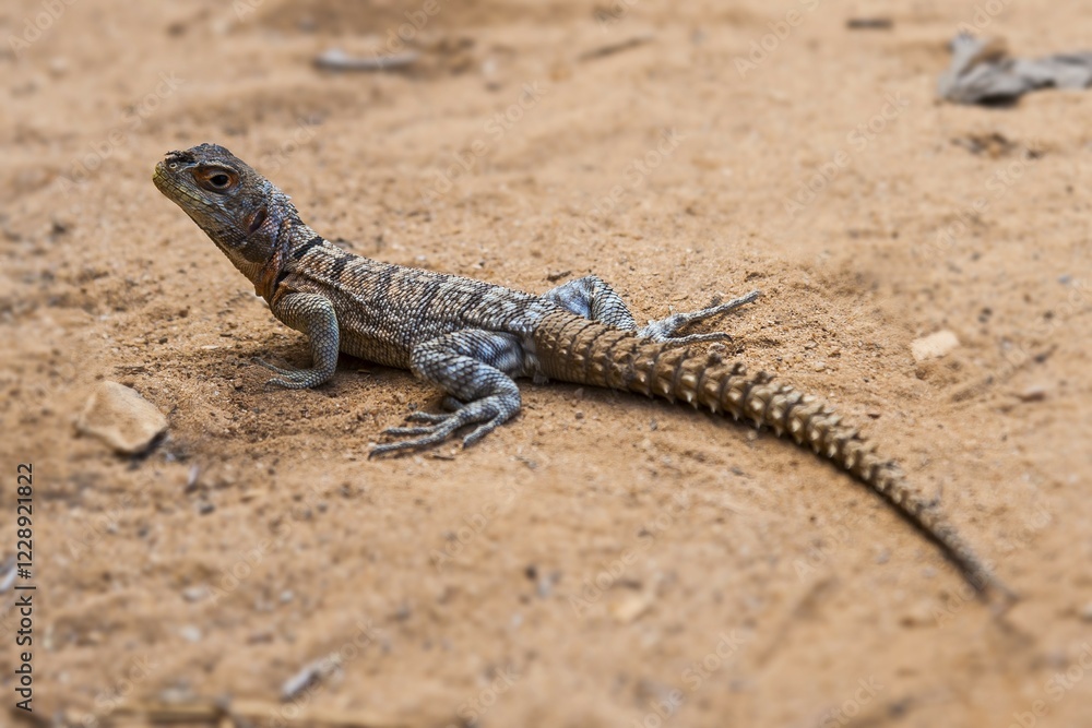 Iguanid Lizard, Collared Iguana, or Madagascan Collared Iguana (Opulurus cuvieri), Kirindy, Madagascar, Africa Iguanid Lizard, Collared Iguana, or Madagascan Collared Iguana (Opulurus cuvieri), Kirindy, Madagascar, Africa