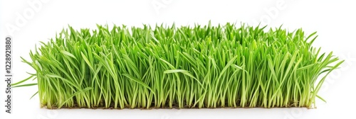 Lush green grass isolated on white background. (4) photo