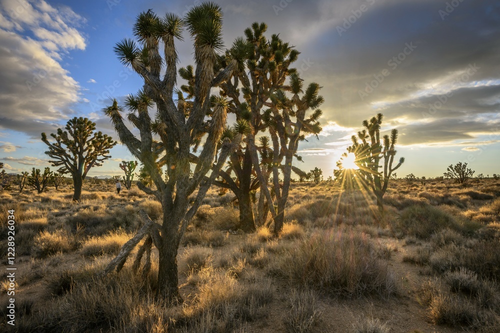 Obraz premium Joshua Trees (Yucca brevifolia) at sunset, Mojave desert, desert landscape, Mojave National Preserve, California, USA, North America