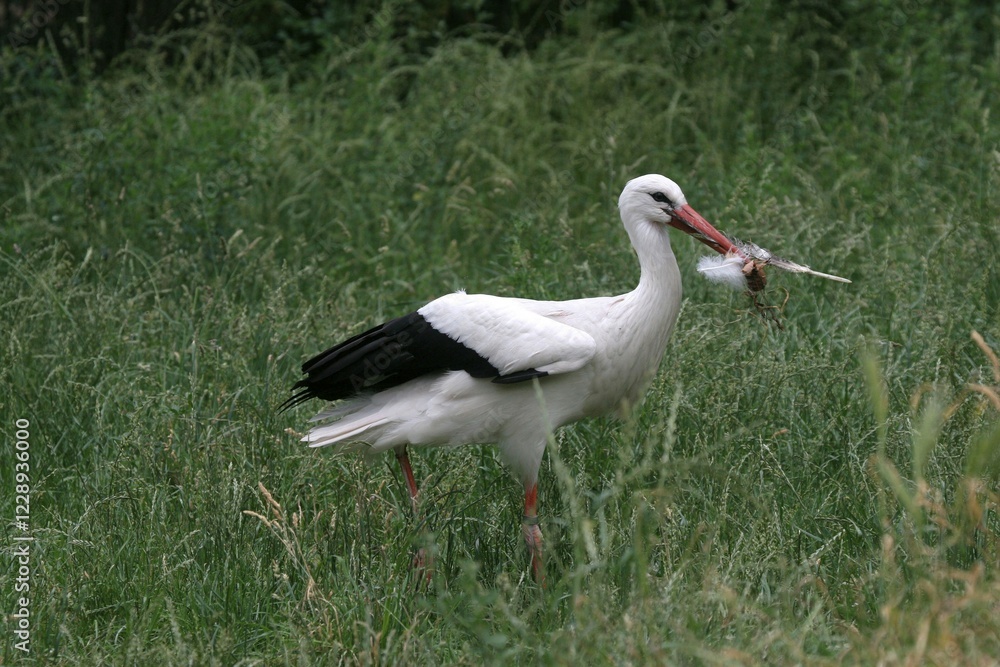 Fototapeta premium White Stork (Ciconia ciconia) collecting nesting material