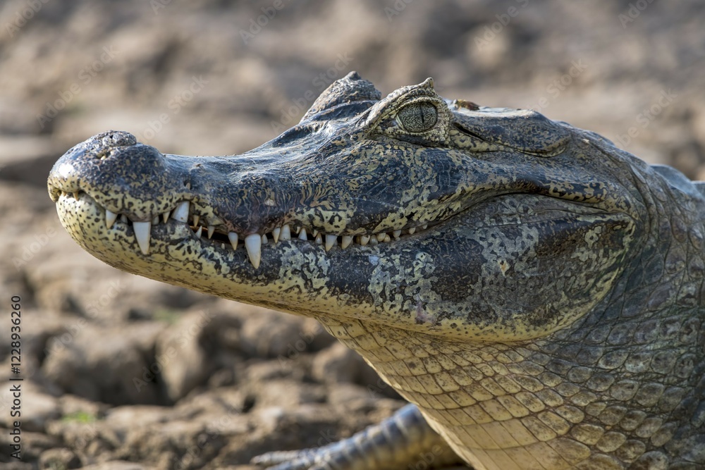 Fototapeta premium Spectacled caiman (Caiman crocodilus yacare), animal portrait, Pantanal, Mato Grosso, Brazil, South America