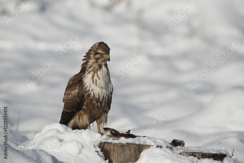 Common buzzard (Buteo buteo), winter, snow, Allgaeu, Bavaria, Germany, Europe photo