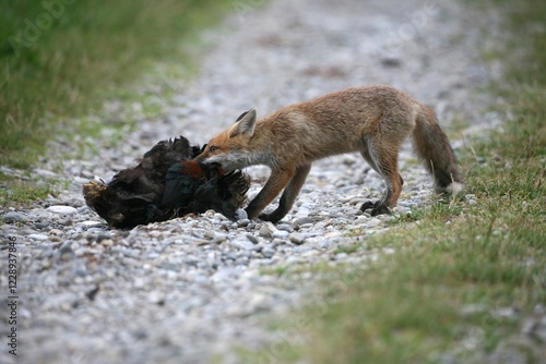 Red Fox (Vulpes vulpes) feeding on a domestic fowl
