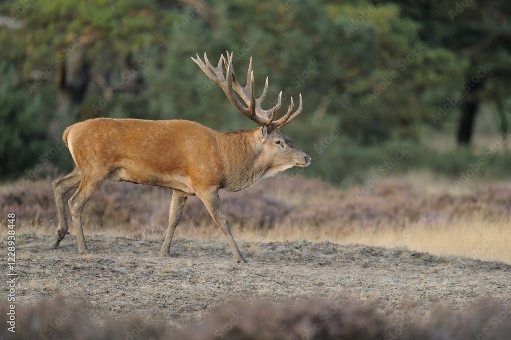 Obraz premium Red Deer (Cervus elaphus), deer rut, Hoge Veluwe National Park, Gelderland, Netherlands, Europe
