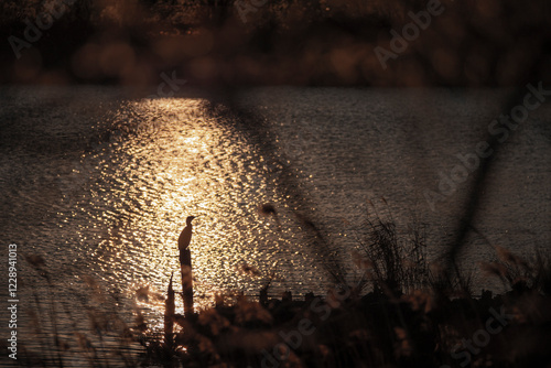 Obraz na płótnie 水辺と鳥の夕景 w salonie