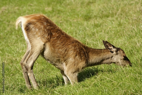 Red deer calf (Cervus elaphus) photo