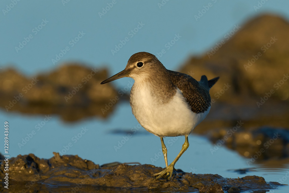 Common sandpiper (Actitis hypoleucos) Common sandpiper (Actitis hypoleucos)