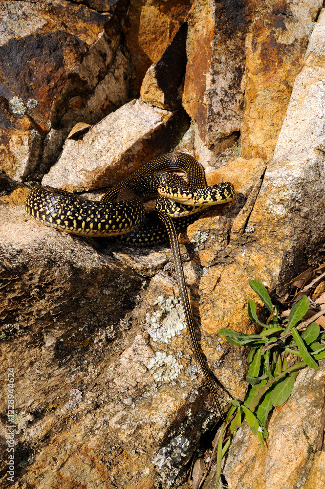 Fototapeta premium Green (western ) whip snake // Gelbgrüne Zornnatter (Hierophis viridiflavus) - Sicily, Italia