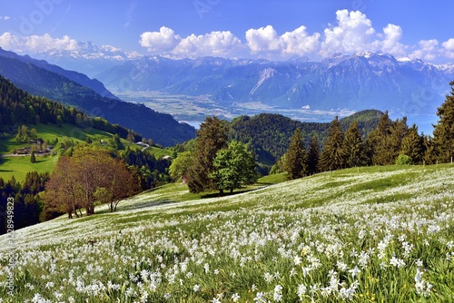 Photos Poet's daffodils (Narcissus poeticus) in a meadow, Rhonetal, Montreux, Canton of