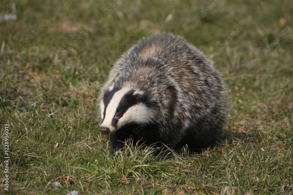 Badger (Meles meles) foraging in a meadow, Allgaeu, Bavaria, Germany, Europe Badger (Meles meles) foraging in a meadow, Allgaeu, Bavaria, Germany, Europe