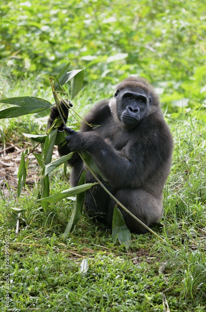 Western Lowland Gorilla (Gorilla gorilla), Cameroon, Central Africa, Africa Western Lowland Gorilla (Gorilla gorilla), Cameroon, Central Africa, Africa
