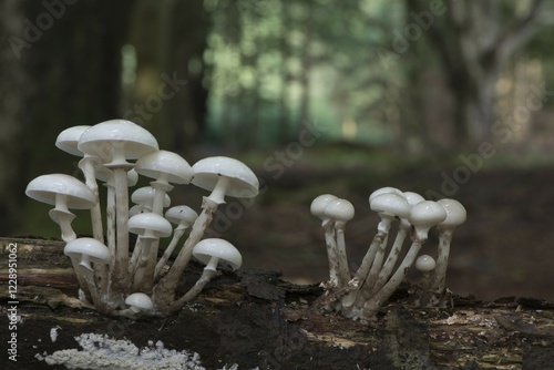 Obraz na plátně Porcelain fungus (Oudemansiella mucida), on deadwood, Emsland, Lower Saxony, Ger