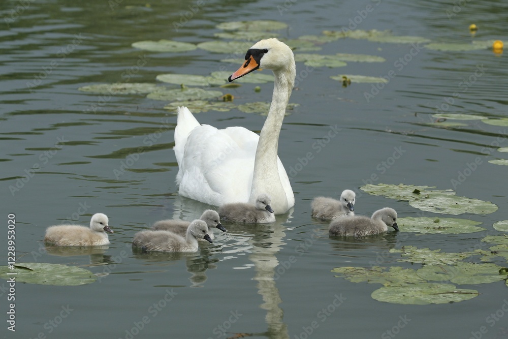 Mute swan (Cygnus olor) with chicks in the water, Allgäu, Bavaria, Germany, Europe Mute swan (Cygnus olor) with chicks in the water, Allgäu, Bavaria, Germany, Europe