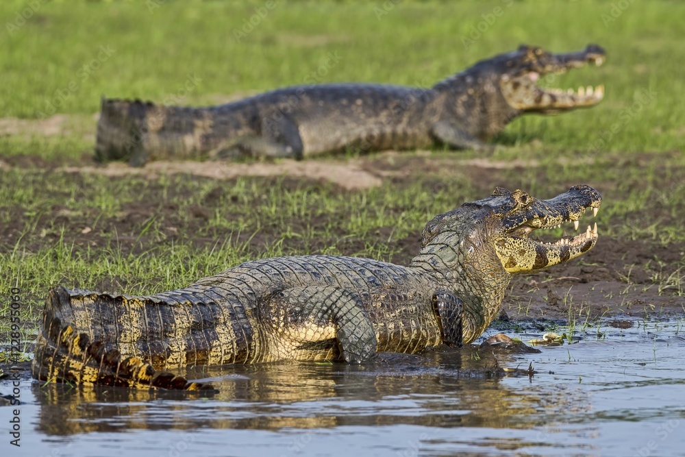 Obraz premium Yacare caimans (Caiman crocodilus yacara), from diagonally behind, Pantanal, Mato Grosso, Brazil, South America