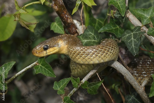 Aesculapian snake (Zamenis longissimus) ivy, Balaton Uplands National Park, Lake Balaton, Hungary, Europe photo