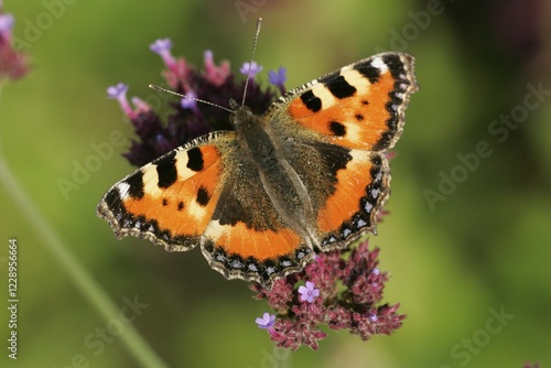 Small Tortoiseshell, (Aglais urticae)