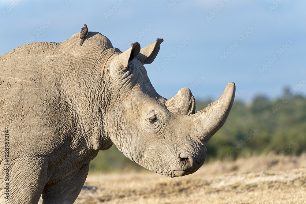 Fototapeta premium White Rhinoceros (Ceratotherium simum), portrait, Ol Pejeta Reserve, Kenya, Africa