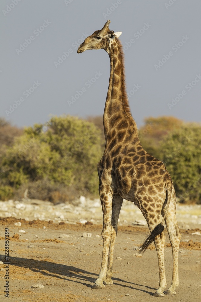 Obraz premium South African giraffe (Giraffa camelopardalis giraffa), handsome male, Etosha National Park, Namibia, Africa
