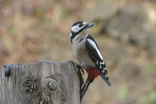 Great Spotted Woodpecker (Dendrocopos major) photo