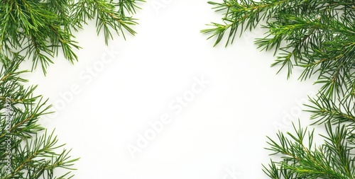 Wallpaper Mural Evergreen branches frame white background; ideal for holiday cards or winter designs. Torontodigital.ca
