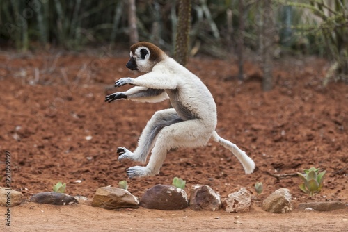 Jumping Verreaux's sifaka (Propithecus verreauxi), Berenty, Madagascar, Africa photo