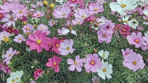 ピンクや白、色とりどりのコスモスが咲き誇る