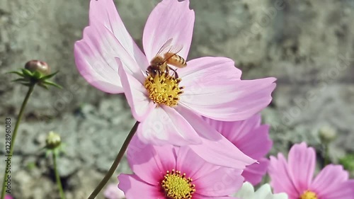 甘い蜜を求めて、コスモスを飛び回る蜜蜂