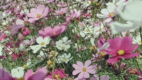 ピンクや白、色とりどりのコスモスが咲き誇る
