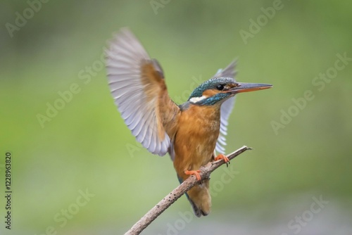 Common kingfisher (Alcedo atthis) landing on branch, Hesse, Germany, Europe photo