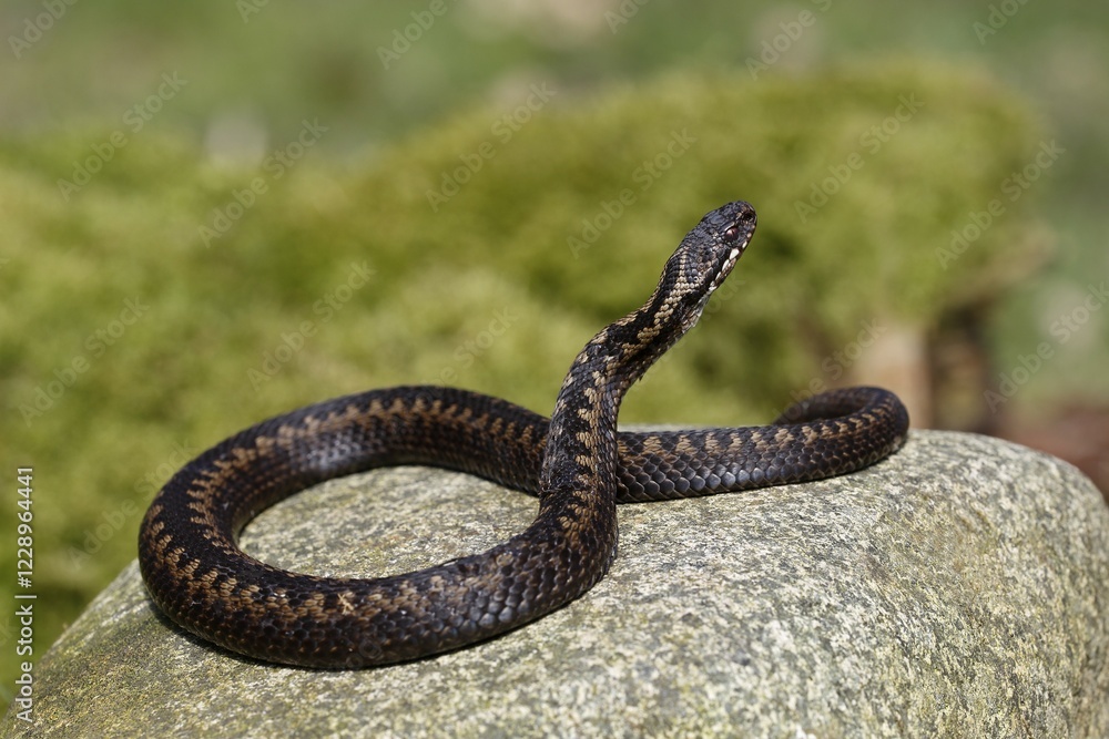 Fototapeta premium Common European viper (Vipera berus) sunbathing on stone, Schleswig-Holstein, Germany, Europe