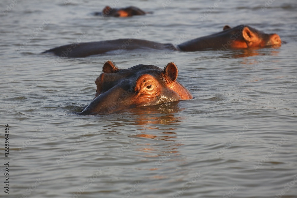 Fototapeta premium Hippos (Hippopatamus amphibius) in the water, hippos, iSimangaliso Wetland Park, National Park, Kwazulu Natal, South Africa, Africa