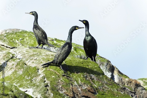 European shags (Phalacrocorax aristotelis), Stø, Langoya, Vesteralen, Norway, Europe photo