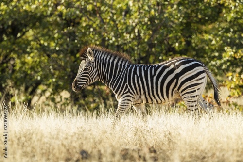 Plains Zebra (Equus quagga) in prairie grass, Mashatu Game Reserve, Tuli Block, Botswana, Africa photo