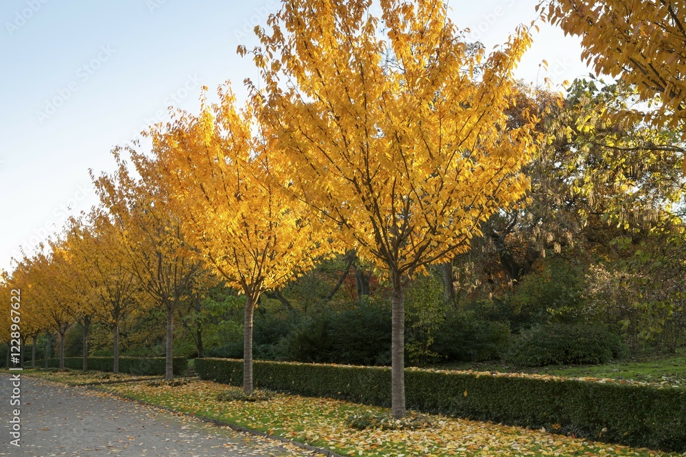 Naklejka premium Trees, alley with autumn colors, Romberg Park, Dortmund, North Rhine-Westphalia, Germany, Europe